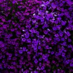 purple flowered hedge plants