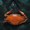 brown crab on brown surface