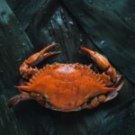 brown crab on brown surface