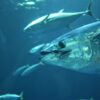 gray tuna fish